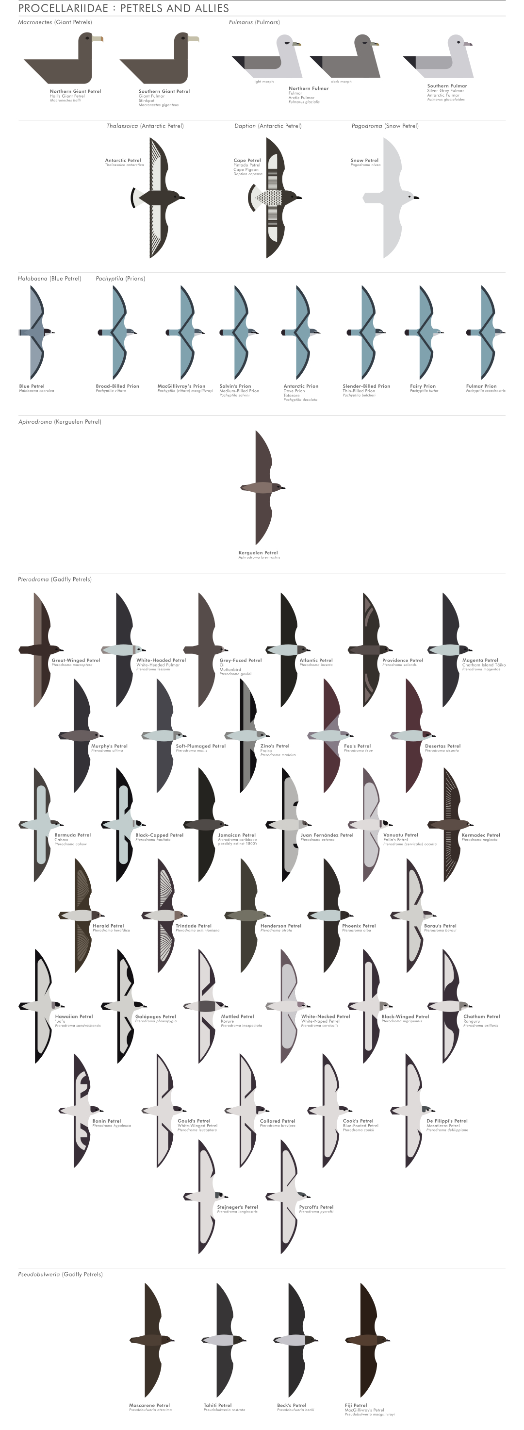 scott partridge - ave - avian vector encyclopedia - petrels Procellariiformes - bird vector art